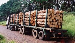Pine Logs for Sawmill or Pulp Production.