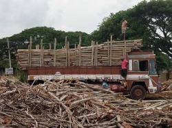 Eucaltyptus Pulpwood