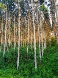 Wood Chips (Acacia / Eucalyptus)
