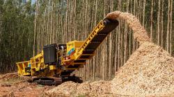 Wood Chips (Acacia / Eucalyptus)