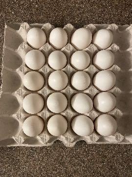 High Quality Egg Trays 