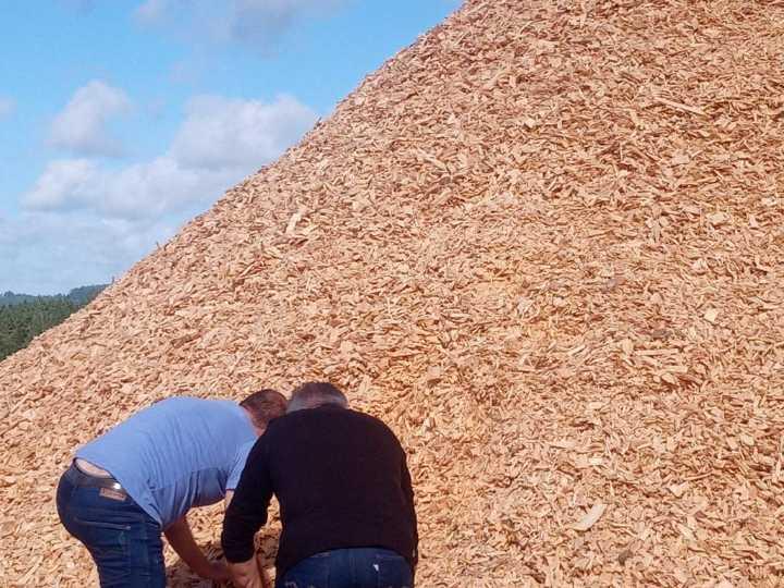 Eucalyptus Wood Chips 
