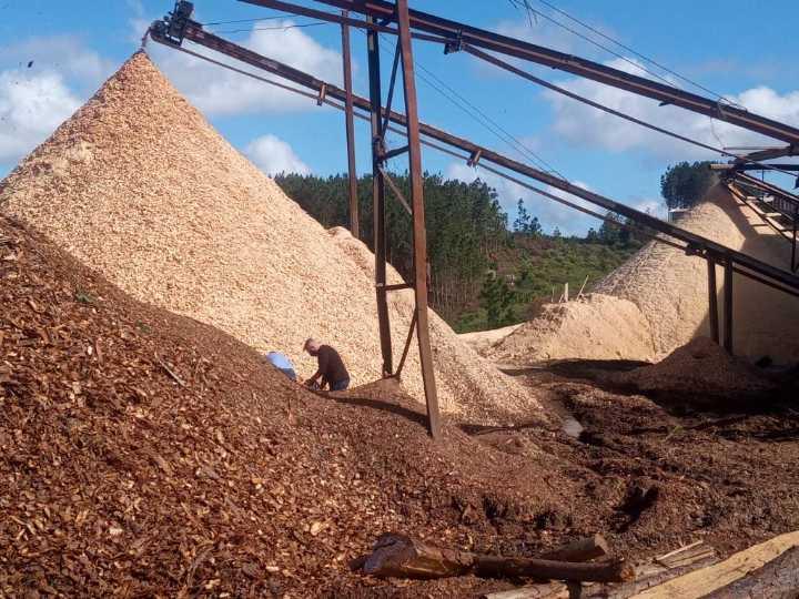 Eucalyptus Wood Chips 