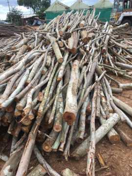 Eucaltyptus Pulpwood