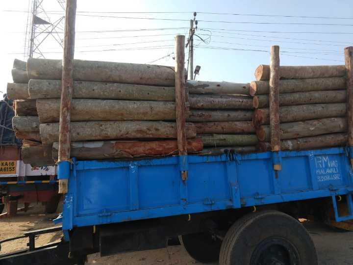 Eucalyptus Wood Logs