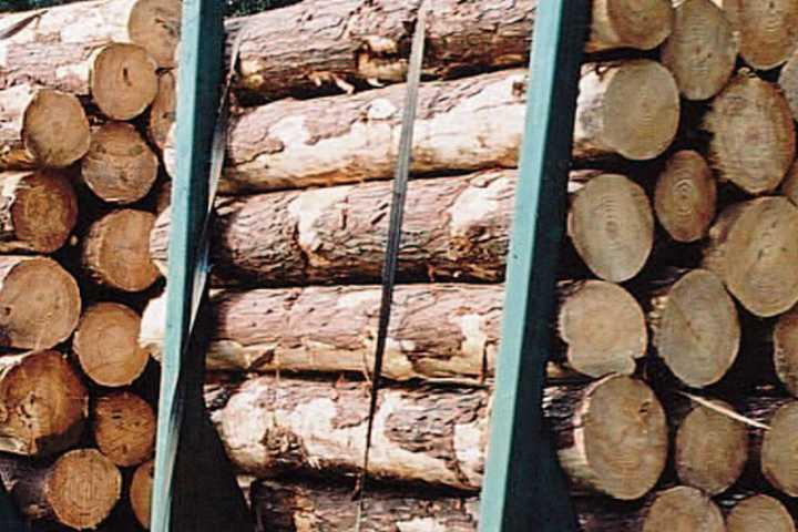Pine Logs for Sawmill or Pulp Production.